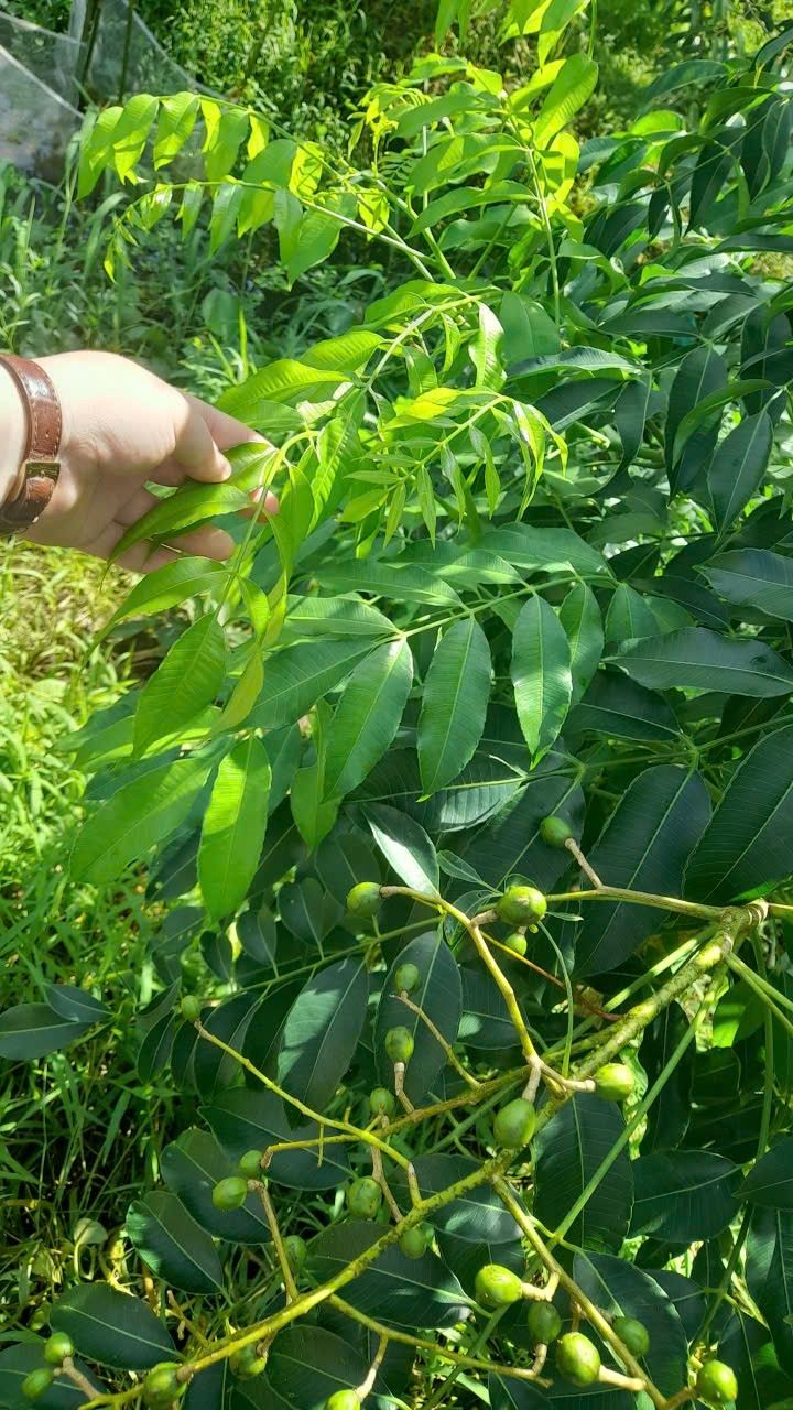 Đất nền 300m² An Bình, Cần Thơ chỉ 3.5 tỷ - Cơ hội đầu tư hấp dẫn!