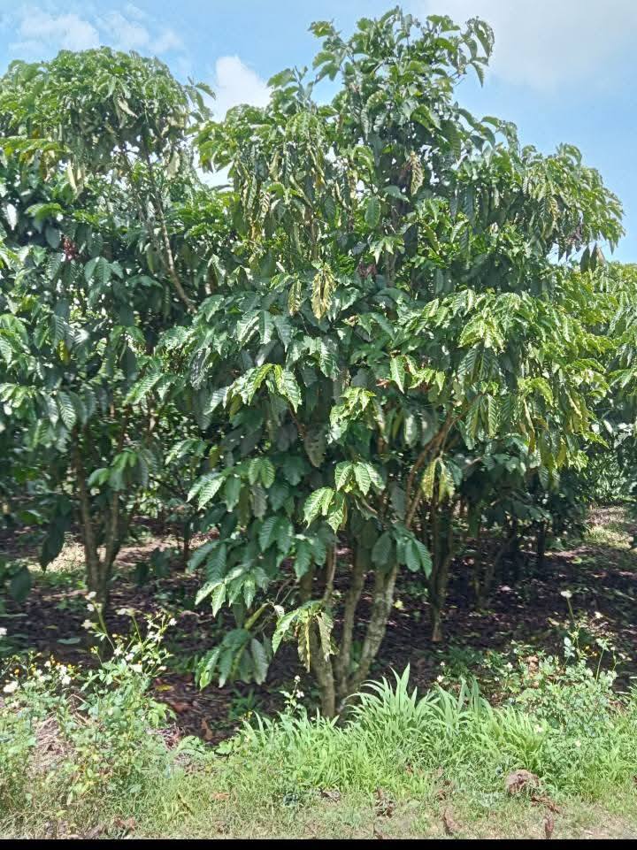 Đất nền Tân Hội Đức Trọng 2750m² giá 2.6 tỷ - Đầu tư sinh lời hấp dẫn!