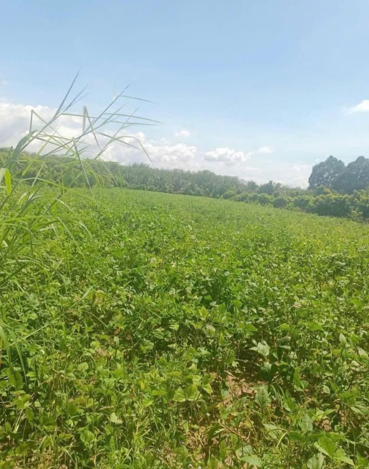 Đất nền 2 công tại Phường Long Hoa, Tây Ninh - Đầu tư sinh lời hấp dẫn!