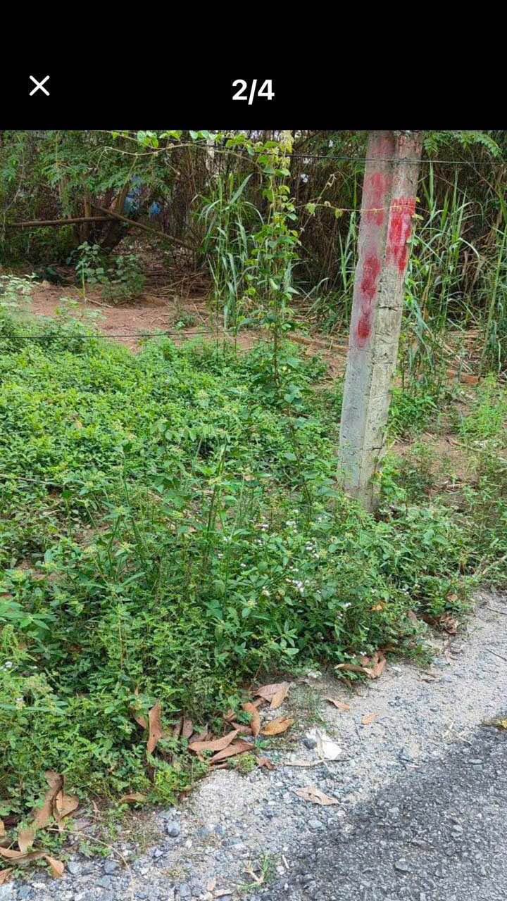 Đất nền thổ cư 146m² Phường Tân Hạnh, Vĩnh Long - Giá chỉ 850 triệu!