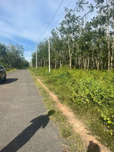 Đất Farm Lộc Hưng 1ha giá 1.3 tỷ - Đường nhựa rộng rãi, tiện lợi!