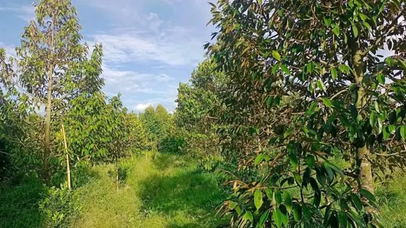 Đất nền xã Phú Sơn, Chợ Lách 3600m² giá 700 triệu - Cơ hội đầu tư tuyệt vời!