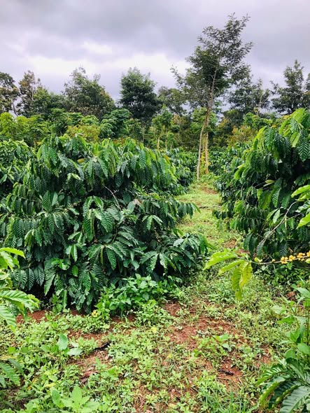 Đất vườn Ea Hồ Krông Năng 5000m² giá 400 triệu - Đầu tư sinh lời tiềm năng!