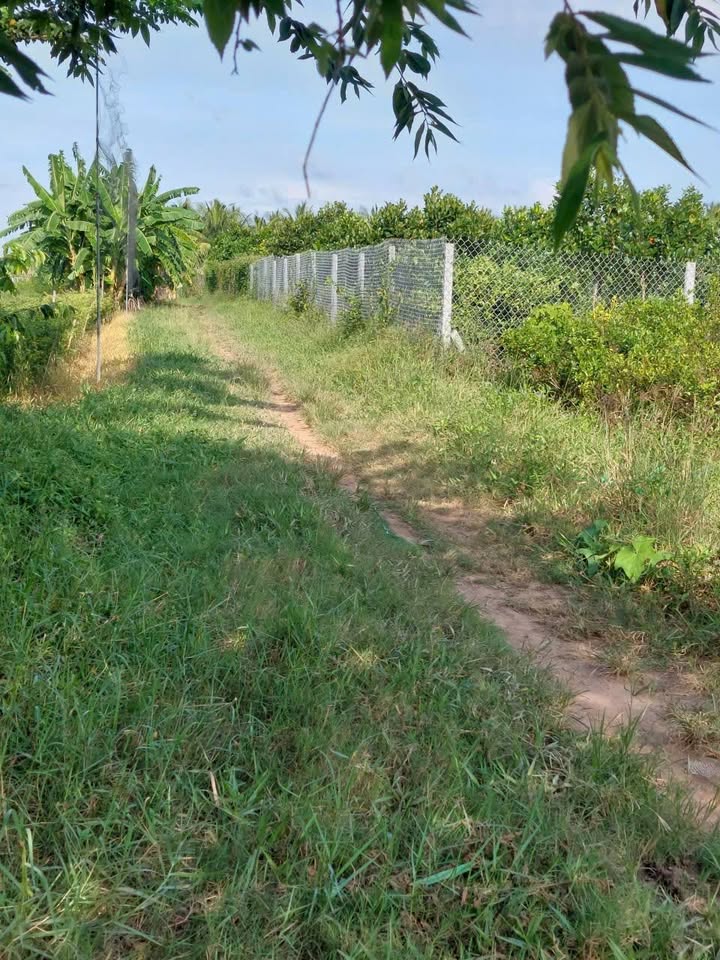 Đất vườn Long Phú Tân Châu 2100m² - Giá thương lượng hấp dẫn!