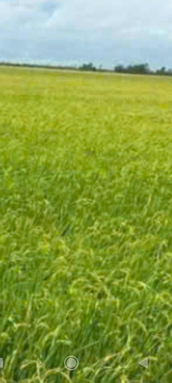 Đất thổ cư ấp Phước Trung 1, Gò Quao 4300m² giá 1.2 tỷ - Mặt tiền lộ 20m