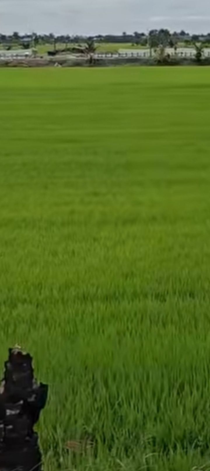 Đất nông nghiệp 57,600m² tại xã Phú Lợi, huyện Giang Thành - Giá chỉ 75 triệu!