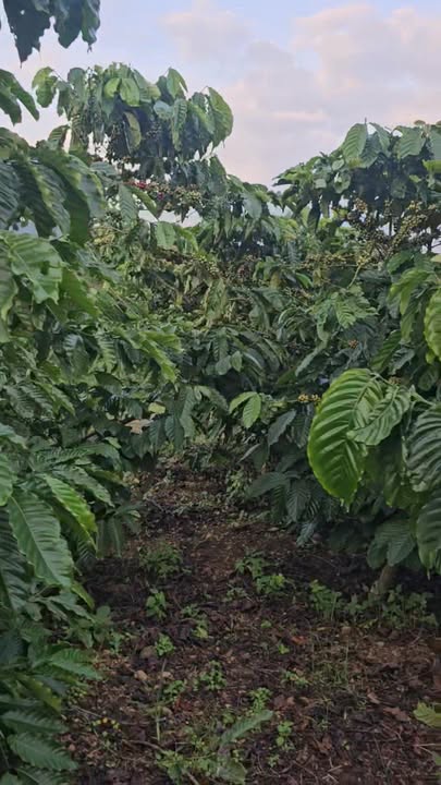 Đất nền Tam Bố, Di Linh 9000m² - Giá chỉ 2.52 tỷ, sổ đỏ chính chủ!