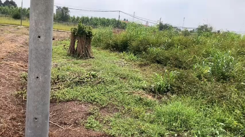 Đất thổ cư 135m² Cẩm Đường, Long Thành giá 1.3 tỷ - Cơ hội vàng đầu tư!