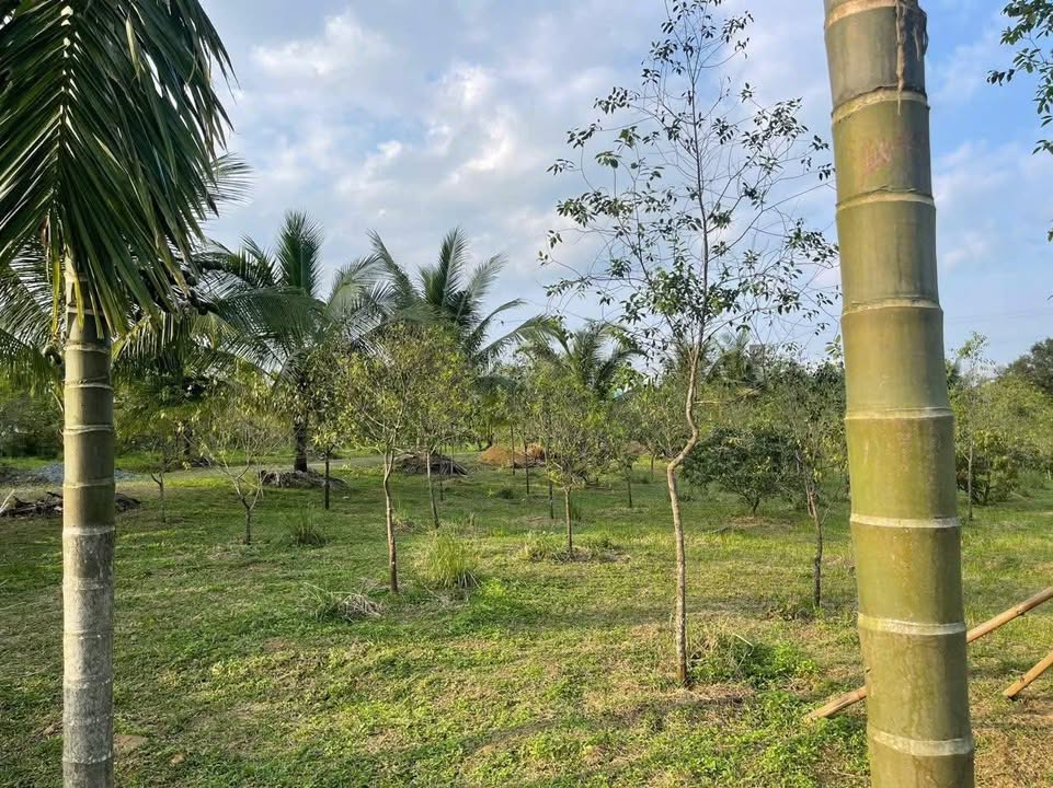 Đất Farm 25000m² Hòa Ninh, Đà Nẵng - Giá chỉ 9 tỷ, không quy hoạch!