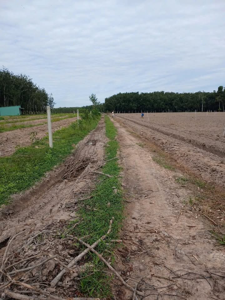 Đất nền Cẩm Giang Gò Dầu 4000m² giá 1 tỷ - Đường xe ô tô thuận tiện!