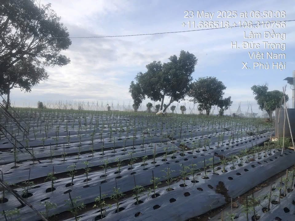 Đất Phú Hội 2000m² giá 2 tỷ - Đầu tư nông nghiệp lý tưởng!