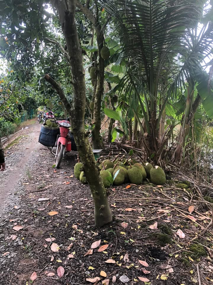 Đất Farm Tân Lược Vĩnh Long 10.000m² - Giá mềm, Gần mặt tiền 3m!