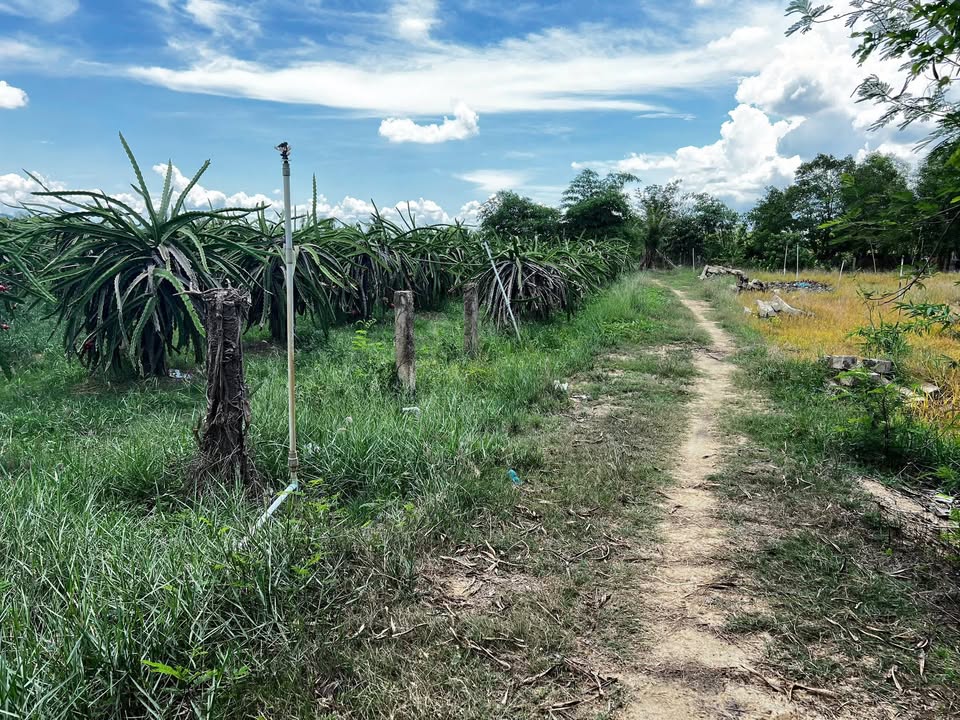 Đất trồng cây lâu năm tại thôn 5, xã Hàm Liêm - 8000m² giá 9.2 tỷ - Đường ô tô vào tận nơi!