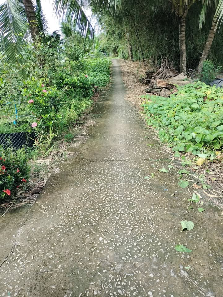 Đất ruộng 6000m² xã Thới Lai, Cần Thơ - Giá chỉ 1.44 tỷ, sổ đỏ chính chủ!