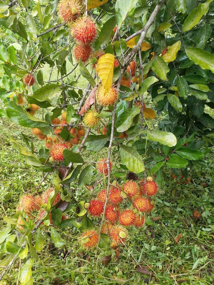 Đất Farm 17.913,5m² tại Thạnh Mỹ, Đà Nẵng - Đầu tư sinh lời ngay