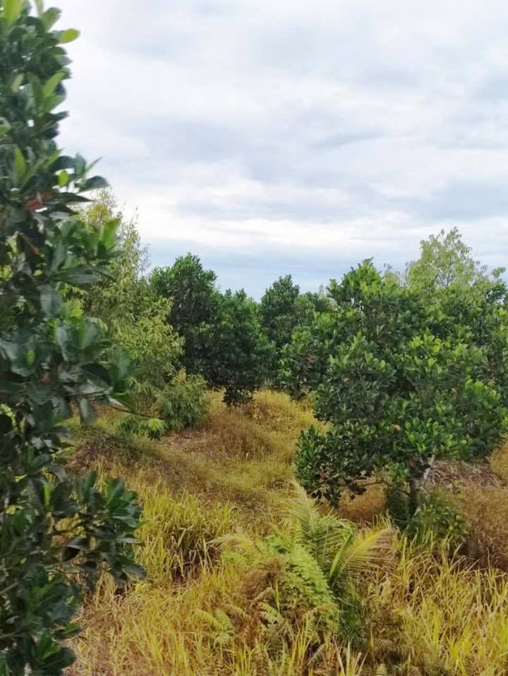 Đất vườn sầu riêng và mít Thái 29.108m² tại Hưng Thạnh, Tháp Mười - Giá chỉ 11.059 tỷ!