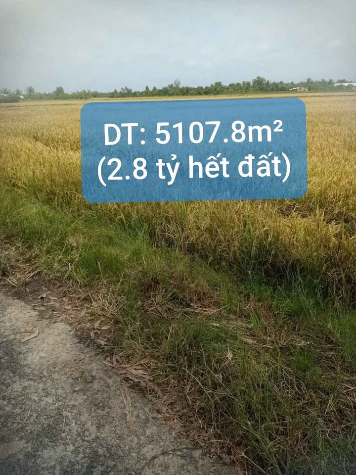 Đất Farm Lộc Hòa, Long Hồ 5.108m² giá 2.8 tỷ - Cơ hội đầu tư hiếm có!