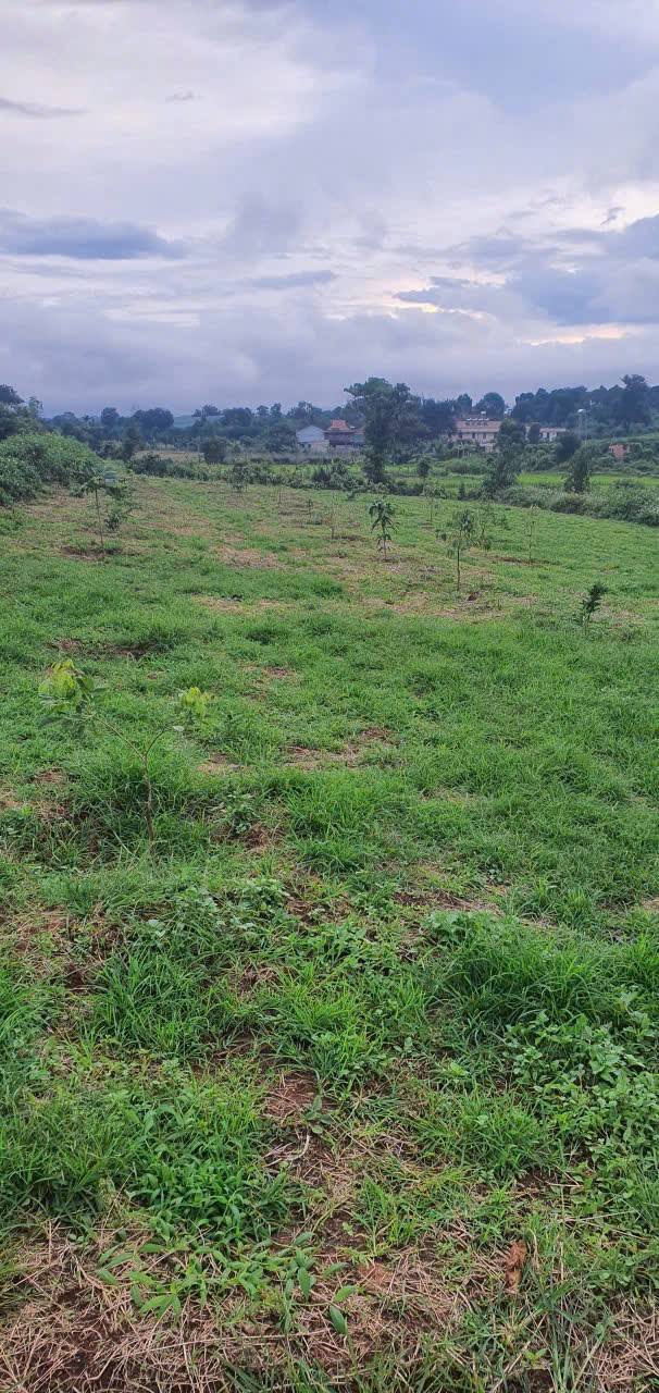 Đất vườn Trương Định Pleiku 991m² giá 700 triệu - Đầu tư sinh lời tuyệt vời!