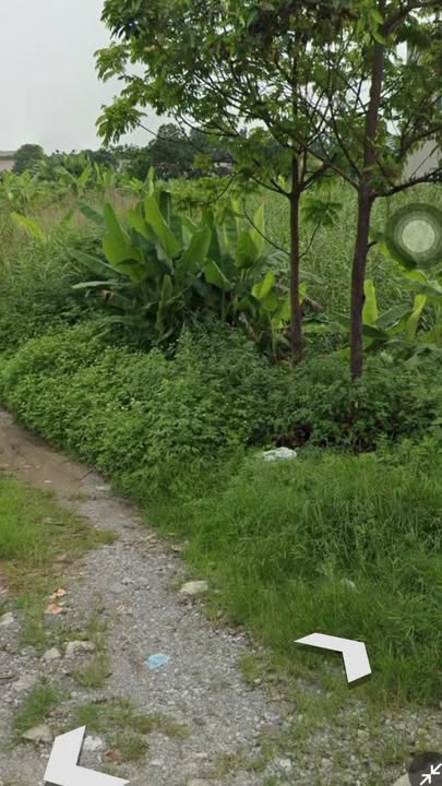 Đất nền thôn Thư Lâu, Nguyên Lý 199m² giá chỉ 1,2 tỷ - Đầu tư sinh lời ngay!