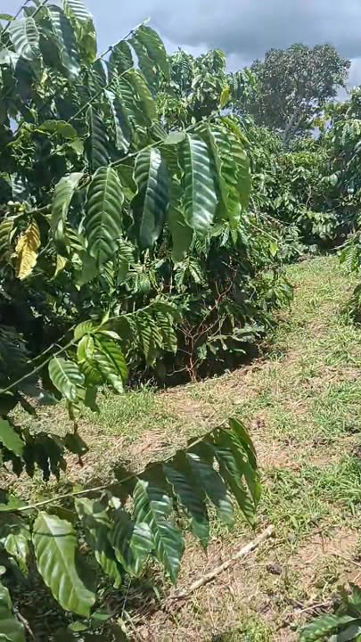 Đất nền Lâm Hà 6000m² giá 2.65 tỷ - Đầu tư sinh lời hấp dẫn!