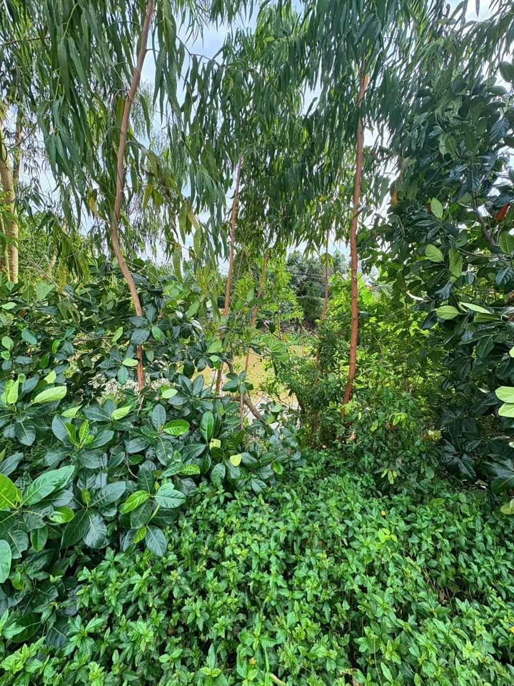 Đất nền Tân Hội Trung Cao Lãnh 4000m² giá 1.4 tỷ - Đầu tư sinh lời hấp dẫn!