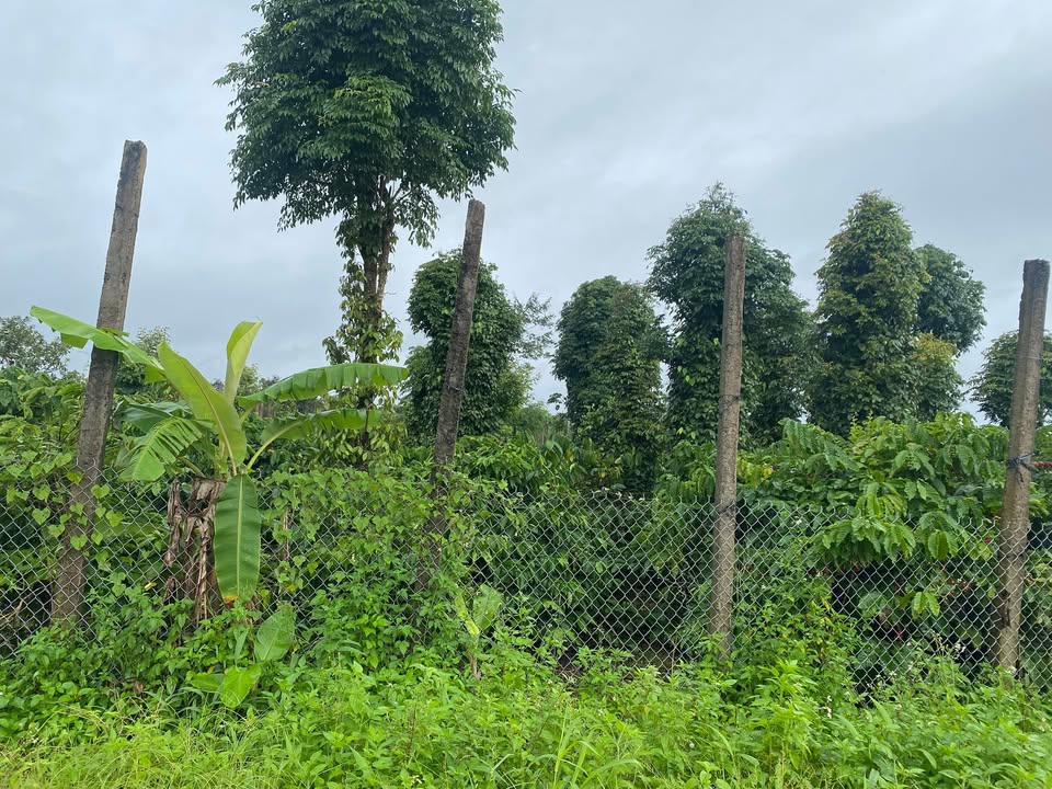 Đất nền Phú Xuân Krông Năng 7500m² giá 825 triệu - Đầu tư sinh lời hấp dẫn!