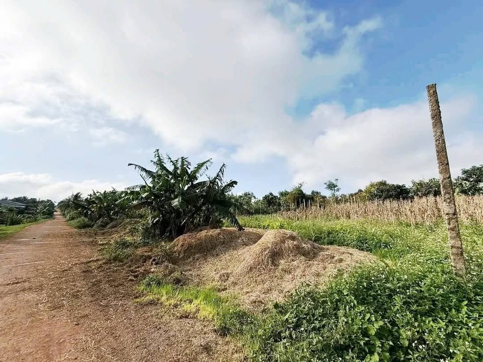 Đất thổ cư xã Ea Drong, Buôn Hồ, Đắk Lắk - 200m² giá chỉ 348 triệu!