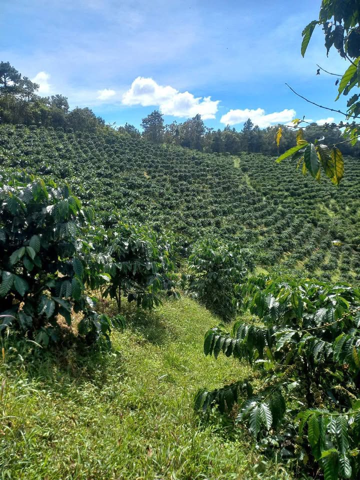 Đất nền Đà Loan, Đức Trọng 80.000m² giá 1.5 tỷ - Đầu tư sinh lời cao!