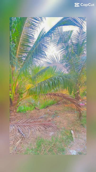 Đất vườn Dừa xã Bình Mỹ 60000m² giá 300 triệu - Cơ hội đầu tư hấp dẫn!