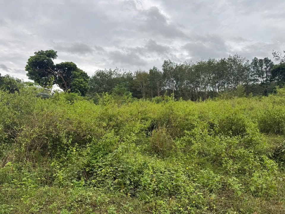 Đất thổ cư thôn Konhring, xã Đăkbla, Kon Tum 1400m² - Giá chỉ 800 triệu!