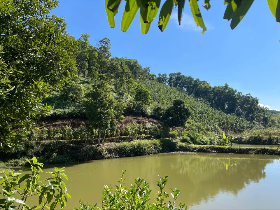 Trang trại mini Yên Bái 1,2ha giá 2 tỷ - Tiềm năng đầu tư và nghỉ dưỡng tuyệt vời!