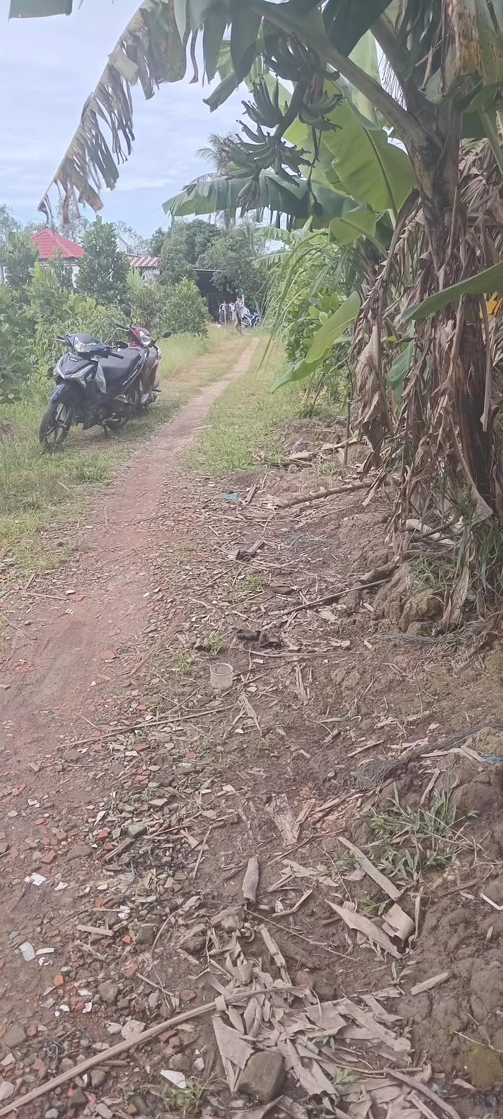 Farm Thanh Mỹ Đồng Tháp 30,000m² - Đầu tư sinh lời từ vườn sầu riêng