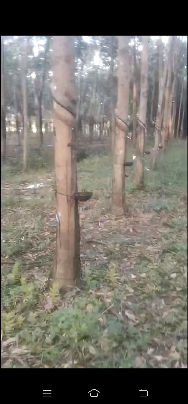 Đất nền 2.15ha tại Tân Hưng, Đồng Phú - Giá 5 tỷ, cơ hội đầu tư tuyệt vời!