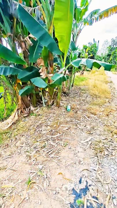 Đất ruộng 10.000m² xã Mỹ Quý, Đồng Tháp - Chỉ 2 tỷ, chính chủ!