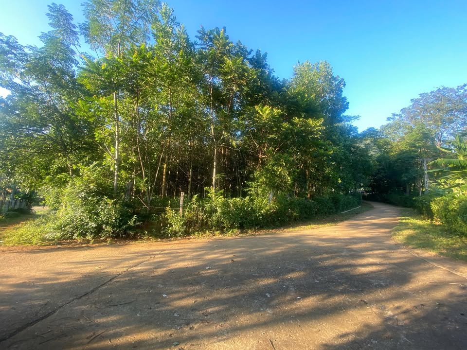 Đất nền Quang Trung, Ngọc Lặc 1800m² - Giá đầu tư hấp dẫn!