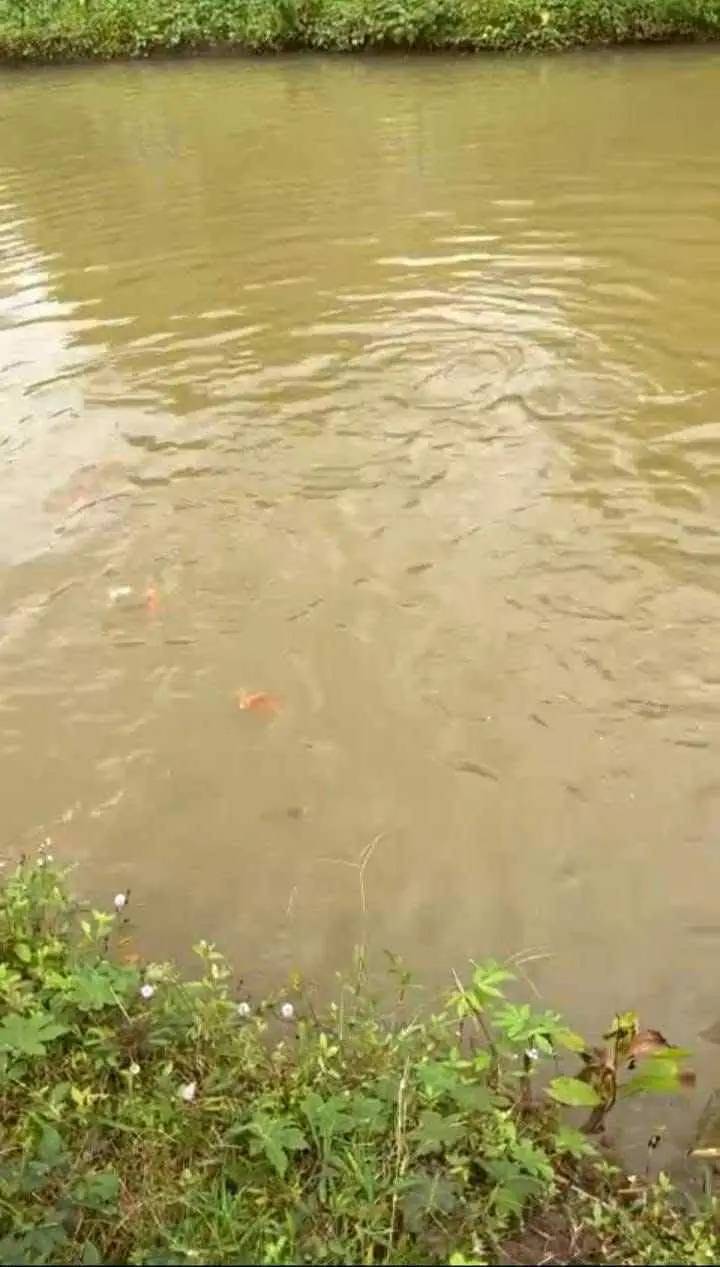 Farm sầu riêng Phú Văn 9500m² giá 1.5 tỷ - Đầu tư sinh lời ngay!