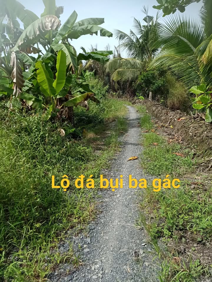 Đất nền Cái Ngang, Tam Bình 423m² giá chỉ 239 triệu - Cơ hội đầu tư tuyệt vời!