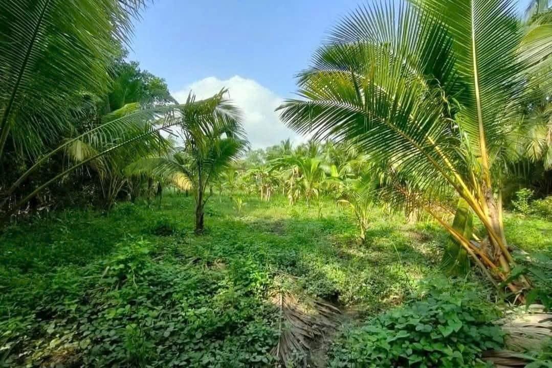 Đất mặt tiền sông Hàm Luông Bến Tre 1828m² giá 800 triệu - Cơ hội đầu tư hấp dẫn!