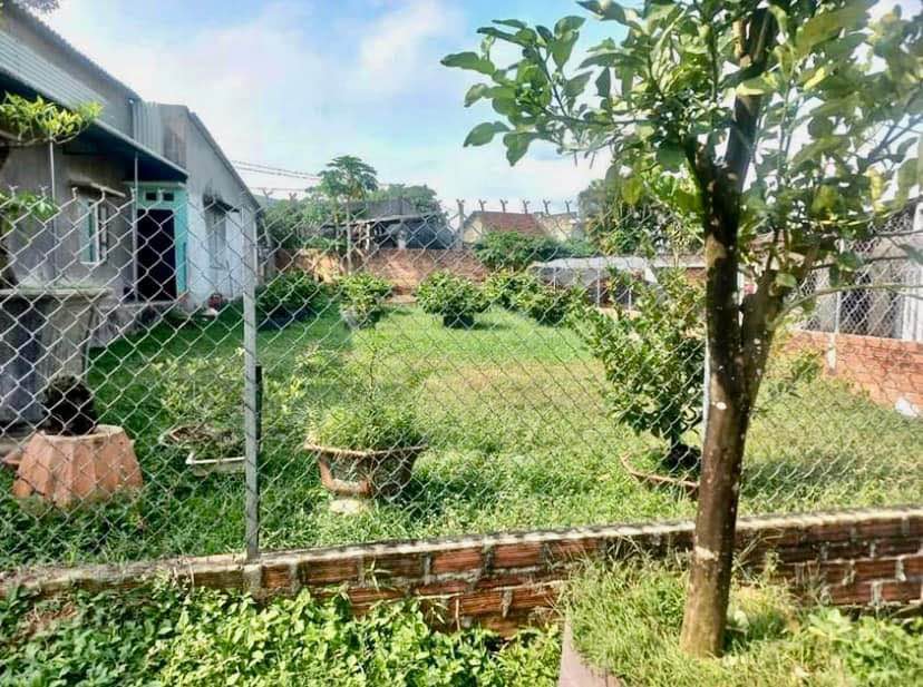 Đất vườn 500m² tại An Nhơn, Bình Định - Giá chỉ 1.7 tỷ, tặng nhà cấp 4!