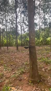 Đất thổ cư 2160m² tại Ea Khal, Đắk Lắk giá 700 triệu - Cơ hội đầu tư tuyệt vời!