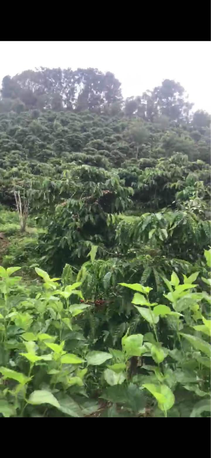 Đất vườn Tân Thành 7000m² giá 2.5 tỷ - Cơ hội đầu tư hấp dẫn!