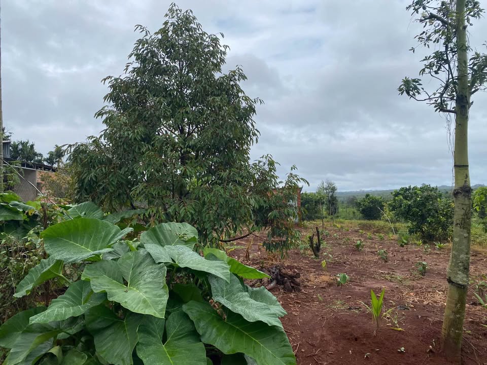 Đất thổ cư Phú Xuân 684m² giá 1.15 tỷ - Sổ đỏ chính chủ, tiện ích đầy đủ!