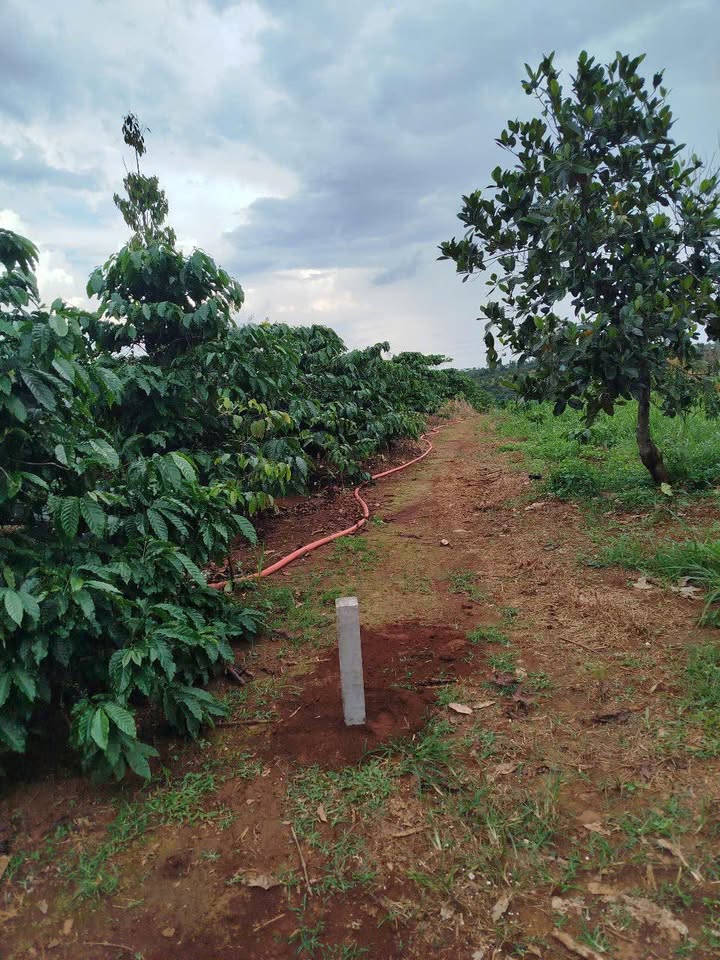 Đất nền 1,3ha Nhân Cơ, Đắk R'Lấp - Mặt tiền đường 50m chỉ 2 tỷ!