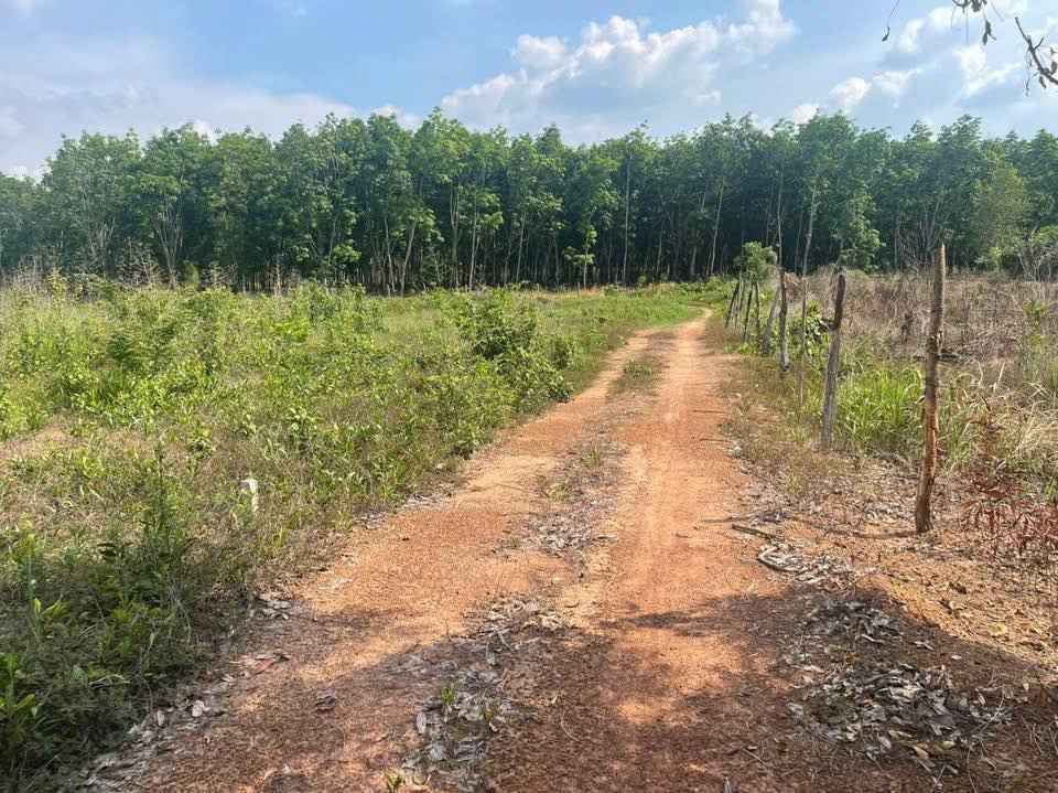 Đất nền Lộc Thạnh - Lộc Ninh 1,1ha giá chỉ 1 tỷ - Đầu tư sinh lời ngay!