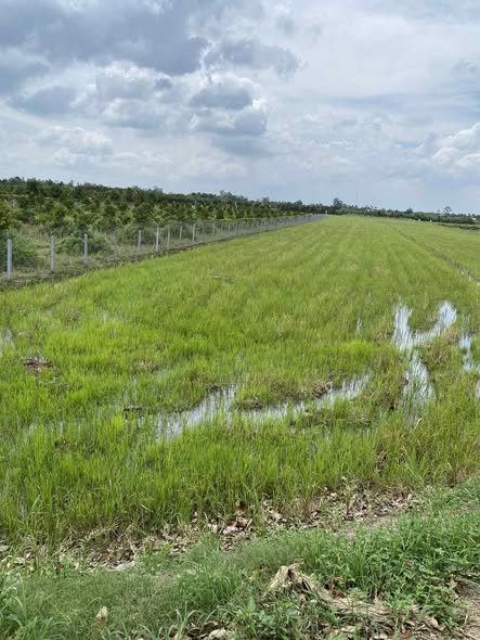 Đất nông nghiệp Tân Bình Cai Lậy 34.000m² giá 1.36 tỷ - Pháp lý rõ ràng, sổ hồng chính chủ!