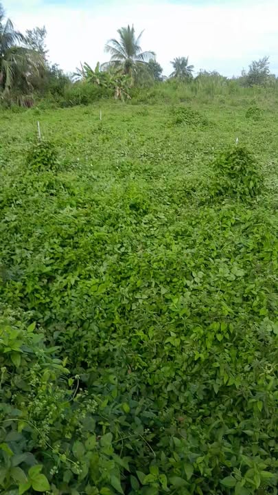 Đất vườn 9.6ha tại ấp Hòa Trí, Long Khánh - Giá 7 tỷ, cơ hội đầu tư tuyệt vời!