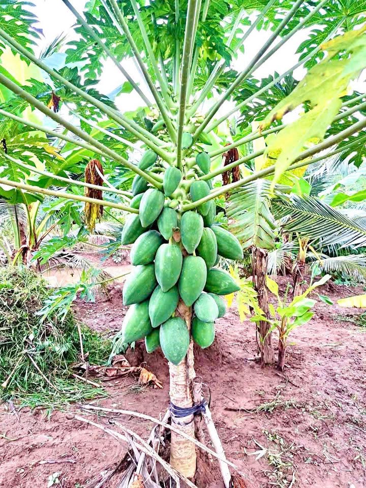 Đất 2 mặt tiền tại Phường Thới Sơn, 856m² giá 2.8 tỷ - Cơ hội đầu tư hấp dẫn!