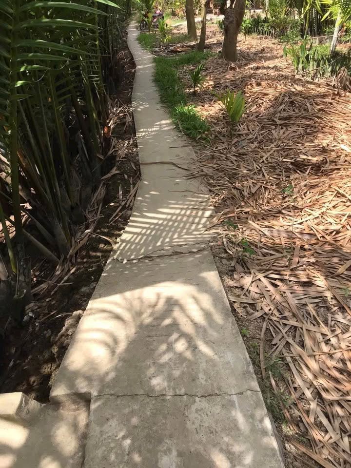 Đất trồng cây lâu năm tại Bình Hòa, Giồng Trôm, Bến Tre 2000m² giá 640 triệu - Cơ hội đầu tư hấp dẫn!