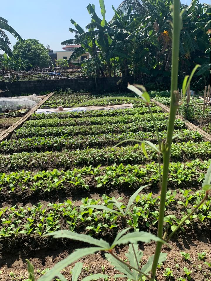 Đất nền An Khánh, An Lão 69.7m² - Vị trí đắc địa, đầu tư sinh lời!