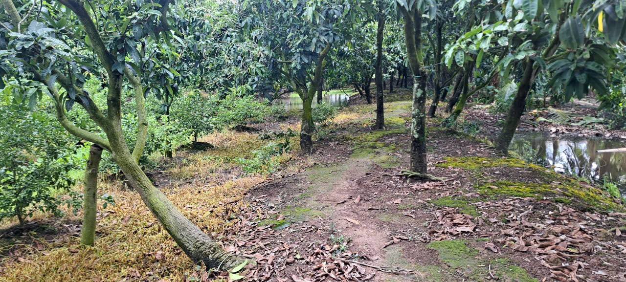 Đất vườn 2.3ha tại Mỹ Hiệp, Cao Lãnh - Giá 1.1 tỷ, thương lượng chính chủ!